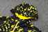 Borussia Dortmund Black and Yellow Tracksuit II